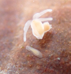 Macrostomum