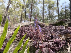 Coleus