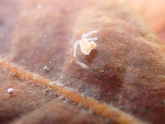 Macrostomum