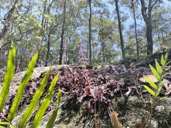 Coleus