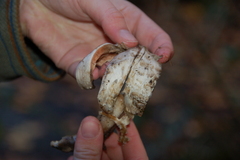 Geastrum pectinatum