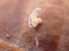 Macrostomum