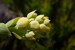 Thesium euphorbioides