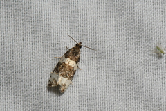 Olethreutes trinitana