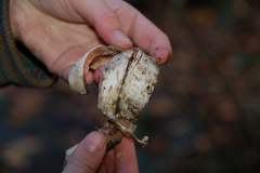 Geastrum pectinatum