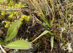 Diasemia grammalis