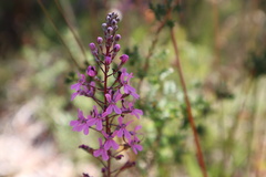 Stylidium araeophyllum