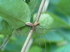 Leiobunum