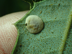 Paracraspis guadaloupensis