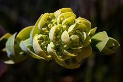 Thesium euphorbioides