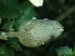 Protobalandricus spectabilis