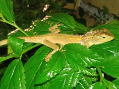 Calotes versicolor