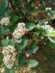 Cotoneaster glaucophyllus