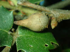 Heteroecus pacificus