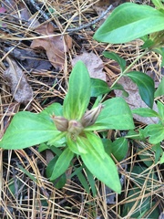 Gentiana villosa