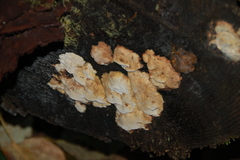 Fomitopsidaceae