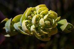 Thesium euphorbioides