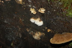 Fomitopsidaceae