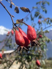 Rosa macrophylla