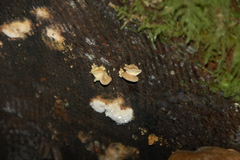 Fomitopsidaceae