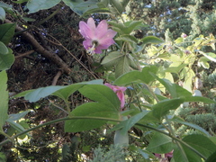 Passiflora tarminiana