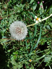 Taraxacum