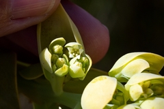 Thesium euphorbioides