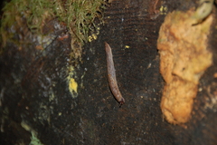 Prophysaon foliolatum