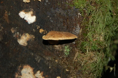 Tapinella panuoides