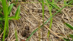 Lepus sinensis formosus