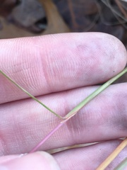 Sorghastrum elliottii