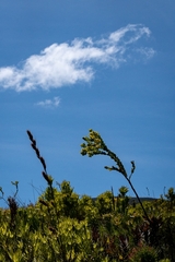 Thesium euphorbioides