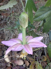 Passiflora tarminiana