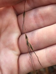 Sorghastrum elliottii