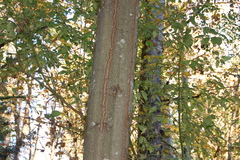 Alnus rubra