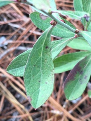 Vaccinium tenellum