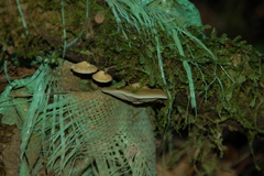 Tapinella panuoides