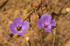 Clarkia tenella