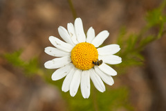 Anthemideae