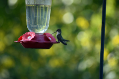 Archilochus colubris