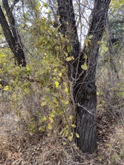 Aristolochia californica