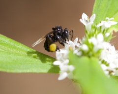 Frieseomelitta paupera