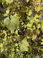 Vitis californica