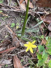Hypoxis hirsuta