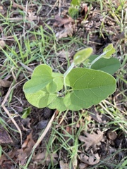 Aristolochia californica