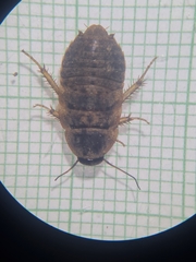 Blaberidae