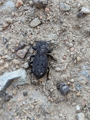 Phloeodes diabolicus