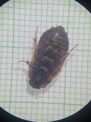 Blaberidae