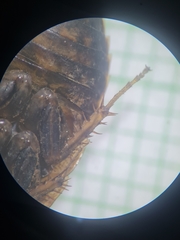 Blaberidae