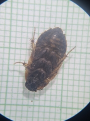 Blaberidae